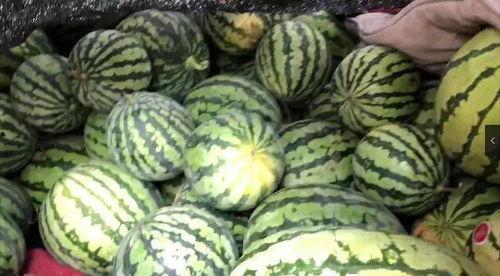 目黑川吃瓜,瓜田里的欢乐时光