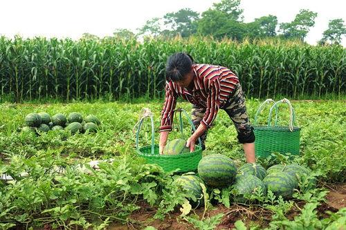 吃瓜采摘,体验吃瓜采摘的田园风情